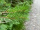 Сосна Банкса насіння 0,5 гр. (прибл. 100 шт) (Pinus banksiana) - зображення 9
