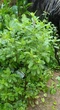 Туласі насіння 0,05 гр. (прибл. 50 шт) (Ocimum sanctum) васильок тонкоцвітний індійський священний базилік - зображення 3