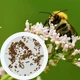 Валериана лекарственная семена 0,5 гр. (прибл. 900 шт) (Valeriana officinalis) кошачья трава медонос - изображение 1