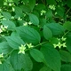 Жасмін садовий насіння 5 коробочок (прибл. 700 шт) (Philadelphus coronarius) чубушник звичайний - зображення 8