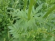 Валериана лекарственная семена 0,5 гр. (прибл. 900 шт) (Valeriana officinalis) кошачья трава медонос - изображение 3