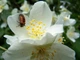 Жасмін садовий насіння 5 коробочок (прибл. 700 шт) (Philadelphus coronarius) чубушник звичайний - зображення 9