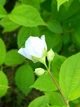 Жасмін садовий насіння 5 коробочок (прибл. 700 шт) (Philadelphus coronarius) чубушник звичайний - зображення 10