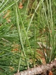 Сосна румелійська насіння (20 шт) (Pinus peuce) балканська македонська - зображення 4