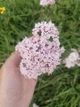 Валериана лекарственная семена 0,5 гр. (прибл. 900 шт) (Valeriana officinalis) кошачья трава медонос - изображение 8