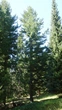 Сосна румелійська насіння (20 шт) (Pinus peuce) балканська македонська - зображення 5