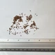 Валериана лекарственная семена 0,5 гр. (прибл. 900 шт) (Valeriana officinalis) кошачья трава медонос - изображение 10