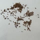 Валериана лекарственная семена 0,5 гр. (прибл. 900 шт) (Valeriana officinalis) кошачья трава медонос - изображение 11