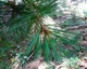 Сосна румелійська насіння (20 шт) (Pinus peuce) балканська македонська - зображення 9
