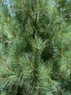 Сосна румелійська насіння (20 шт) (Pinus peuce) балканська македонська - зображення 11
