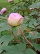 Пион древовидный розовый семена (10 шт) (Paeonia × suffruticosa) кустовой - изображение 3