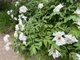 Пион древовидный белый семена (10 шт) (Paeonia × suffruticosa) кустовой - изображение 3