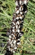 Книфофия ягодная семена 0,2 гр. (прибл. 70 шт) (Kniphofia uvaria) факельная лилия книпхофия - изображение 4