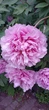 Пион древовидный розовый семена (10 шт) (Paeonia × suffruticosa) кустовой - изображение 6