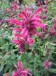 Лофант мексиканський насіння 0,2 гр. (прибл. 500 шт) (Agastache mexicana) агастах багатоколосник медонос багаторічний гігантський гісоп - зображення 6