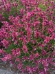 Лофант мексиканський насіння 0,2 гр. (прибл. 500 шт) (Agastache mexicana) агастах багатоколосник медонос багаторічний гігантський гісоп - зображення 7