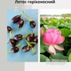 Лотос Насіння пророщене водяної лілії 1 шт - зображення 2