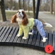 Костюм для собак та котів DIEGO жовто-сірий Розмір S унісекс трикотаж двонитка висока горловина декоративна кишеня з лейбою - зображення 2