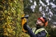 Акумуляторний кущоріз DeWALT DCMHT563P1, 1 акб 18V 5.0Ah, з/п (DCMHT563P1) - зображення 4