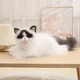 Мягкая игрушкам кот породы Рэгдолл 48 см Разноцветный (28615) - изображение 1