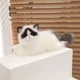Мягкая игрушкам кот породы Рэгдолл 48 см Разноцветный (28615) - изображение 2