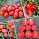 Томат 3402 F1 Spark Seeds 10 шт - изображение 2