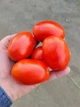 Томат 3402 F1 Spark Seeds 10 шт - изображение 3