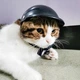 Мотошолом для тварин RESTEQ розмір M для собаки для кота міні шолом для вихованців для мотоцикла велосипеда стильний аксесуар - зображення 5