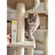 Витамины GimCat Expert Line Kitten для котят витаминизированная паста 50 г - изображение 3
