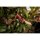Секатор Milwaukee M12 BLPRS-0 (без АКБ и ЗУ) (4933480114) Milwaukee 4933480114 990855 - изображение 9