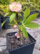 Морозник/Чемерник мікс. (Helleborus) мікс С2 - зображення 2