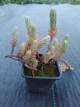 Саджанець Седум (очиток) скельний, відігнутий "Blue Spruce" (Sedum reflexum) - зображення 4
