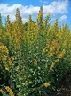 Золотарник (Solidago) - кореневище (4-5 паростків) - зображення 1