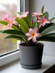 Плюмерия Ароматная Plumeria rubra, микс цветов, семена 5 штук - изображение 3