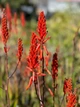 Красивоцветущее Алоэ Давэй Aloe dawei, семена 3 шт - изображение 3
