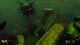Ключ активации Deep Diving Adventures для Xbox One/Series S/X - изображение 10