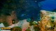Ключ активации Deep Diving Adventures для Xbox One/Series S/X - изображение 13