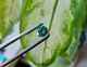 Муассанит 1.95 ct 8.31 x 5.06 mm (4102616) - изображение 6