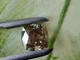 Муассанит 3.82 ct 9.18 х 9.19 х 6.16 mm (55797) - изображение 8