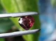 Турмалин 2.35 ct. 8.9 X 7.8 X 5.1 mm (5840) - изображение 8