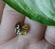 Цитрин 4.07ct 10,0 х 10,0 х 6,5 мм (3473408) - изображение 5