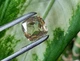 Муассанит 4.88 ct (827189) - изображение 6