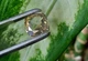 Муассанит 4.88 ct (827189) - изображение 8