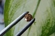 Муассанит 0.73 ct 6.04 MM (855747) - изображение 7