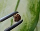 Муассанит 0.73 ct 6.04 MM (855747) - изображение 8