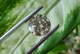 Муассанит 7.51ct VVS1/13.33mm (38064305) - изображение 4
