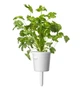 Сменный картридж для гроубокса Click and Grow Кориандр (8417) - изображение 4