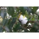 Пазл Eugy 3D Зоопарк Попугай Какаду (XEG-028) Eugy XEG-028 1026243 - изображение 6