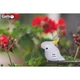 Пазл Eugy 3D Зоопарк Попугай Какаду (XEG-028) Eugy XEG-028 1026243 - изображение 9