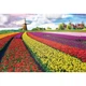 Пазл Eurographics Поле тюльпанов в Нидерландах 1000 элементов (6000-5326) EuroGraphics 6000-5326 1024902 - изображение 2